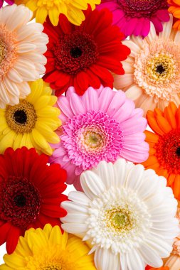 Gerbera çiçeklerinin arkaplanı beyaz arkaplanda izole