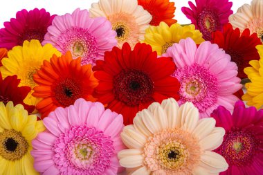 Gerbera çiçeklerinin arkaplanı beyaz arkaplanda izole