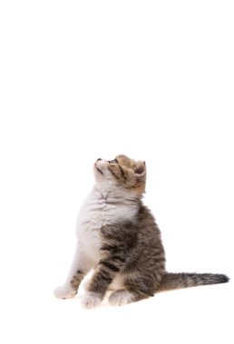 Beyaz arkaplanda izole kedi yavrusu