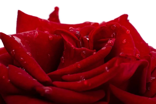 dark red rose with drops isolated