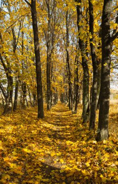autumn landscape of autumn leaves on a sunny day