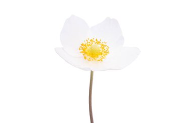 beyaz arkaplanda karadelik çiçekleri