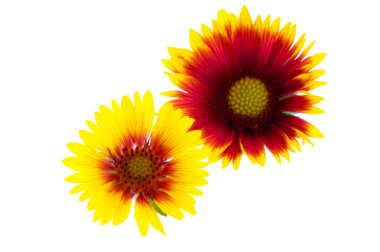 Beyaz arka plan üzerinde izole gaillardia çiçek