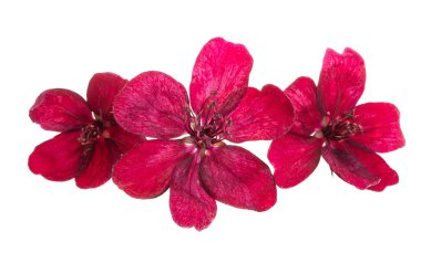 beyaz arka plan üzerinde izole kırmızı elma ağacı çiçekleri