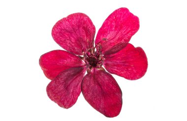 beyaz arka plan üzerinde izole kırmızı elma ağacı çiçekleri