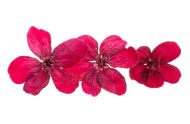 beyaz arka plan üzerinde izole kırmızı elma ağacı çiçekleri