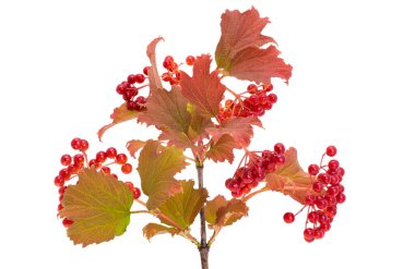 red bunch of viburnum isolated on white background
