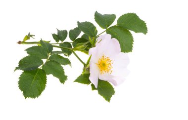 Kuşburnu gül beyaz arka plan üzerinde izole