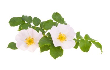 Kuşburnu gül beyaz arka plan üzerinde izole