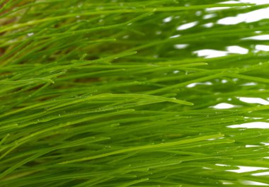 Beyaz arkaplanda yeşil çimen izole