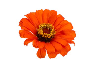 Beyaz arkaplanda izole edilmiş zinnia çiçeği