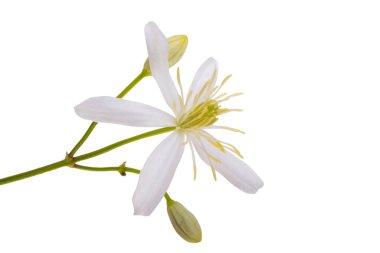 Hanımeli çiçeği beyaz arkaplanda izole edildi