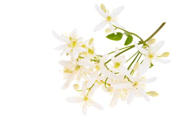 Hanımeli çiçeği beyaz arkaplanda izole edildi