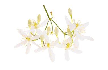 Hanımeli çiçeği beyaz arkaplanda izole edildi