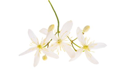 Hanımeli çiçeği beyaz arkaplanda izole edildi