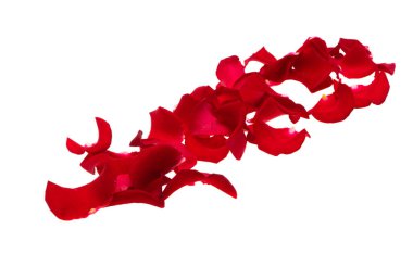 Beyaz arkaplanda kırmızı gül yaprakları izole