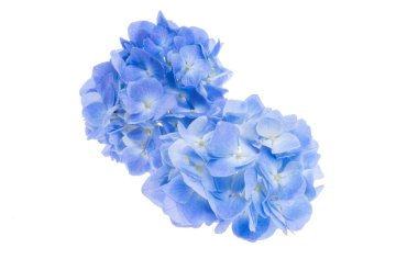 Mavi ortanca çiçekleri beyaz arkaplanda izole edilmiş