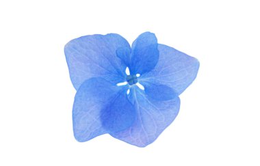 Mavi ortanca çiçekleri beyaz arkaplanda izole edilmiş