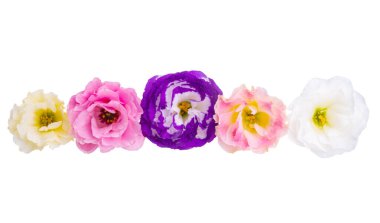 Beyaz arkaplanda izole edilmiş östoma çiçekleri