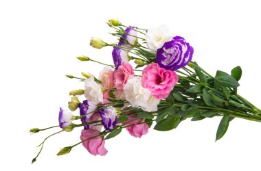 Beyaz arkaplanda izole edilmiş östoma çiçekleri