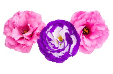 Beyaz arkaplanda izole edilmiş östoma çiçekleri