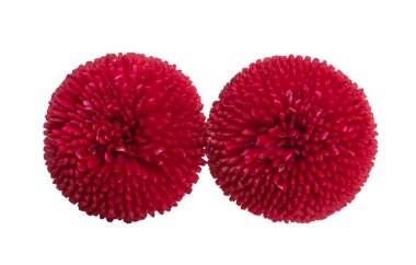 beyaz arkaplanda izole papatya çiçekleri