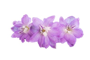 beyaz arkaplanda izole edilmiş delinyum çiçeği