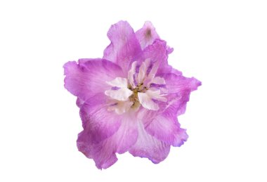 beyaz arkaplanda izole edilmiş delinyum çiçeği