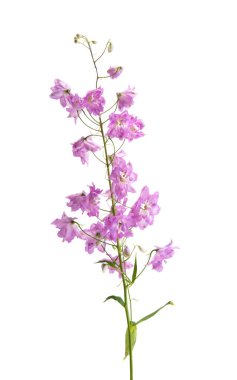 beyaz arkaplanda izole edilmiş delinyum çiçeği