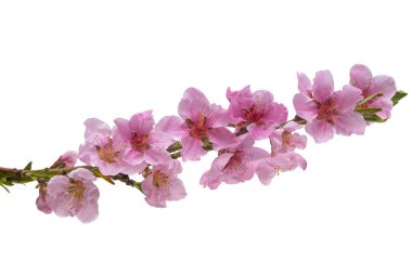 Sakura dalı beyaz arkaplanda izole edildi