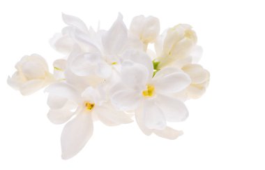 Beyaz arkaplanda yalıtılmış leylak çiçeği