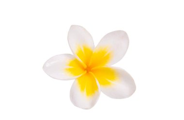 Beyaz arkaplanda izole Frangipani çiçeği