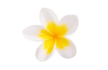 Beyaz arkaplanda izole Frangipani çiçeği