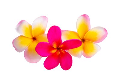 Beyaz arkaplanda izole Frangipani çiçeği