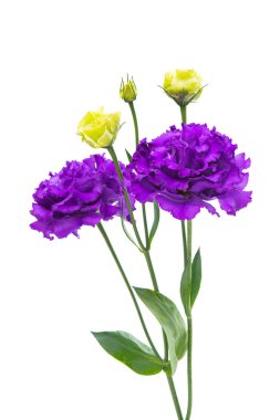 Beyaz arkaplanda izole edilmiş östoma çiçeği