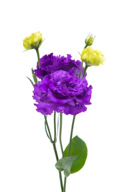 Beyaz arkaplanda izole edilmiş östoma çiçeği