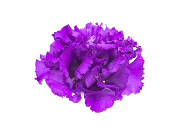 Beyaz arkaplanda izole edilmiş östoma çiçeği