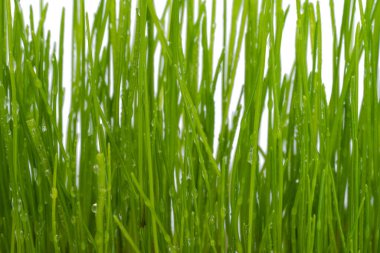 su ile yeşil çim izole üzerinde beyaz arka plan damla