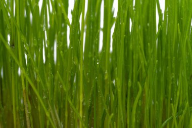 su ile yeşil çim izole üzerinde beyaz arka plan damla