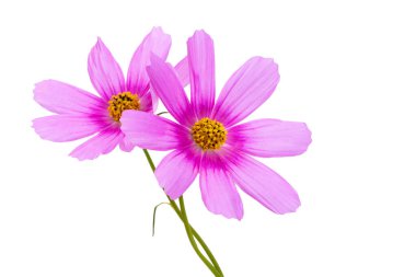 Beyaz arka plan üzerinde izole Cosmea çiçek