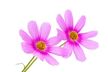 Beyaz arka plan üzerinde izole Cosmea çiçek