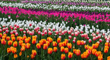 many tulips in the park in spring