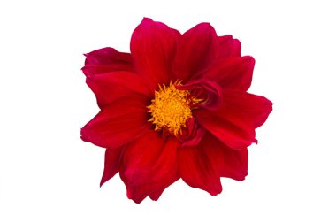 Kırmızı yıldız, beyaz arkaplanda izole edildi