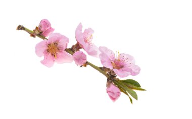 Sakura dalı beyaz arkaplanda izole edildi