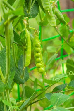 Bahçede büyüyen yeşil bezelyeler