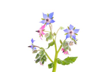 borage herb isolated on white background