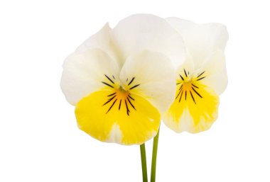 Beyaz arkaplanda izole edilmiş mor çiçek