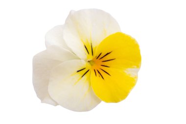 Beyaz arkaplanda izole edilmiş mor çiçek