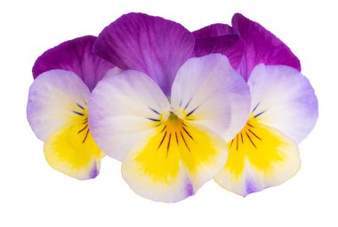 Beyaz arkaplanda izole edilmiş mor çiçek