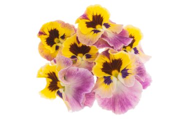 Beyaz arkaplanda izole edilmiş mor çiçek